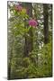 Rhododendrons with Coast Redwood trees, Redwood NP, California, USA-Jerry Ginsberg-Mounted Photographic Print