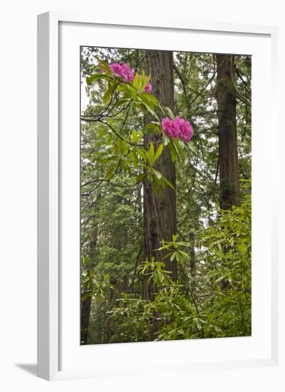 Rhododendrons with Coast Redwood trees, Redwood NP, California, USA-Jerry Ginsberg-Framed Photographic Print