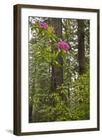 Rhododendrons with Coast Redwood trees, Redwood NP, California, USA-Jerry Ginsberg-Framed Photographic Print