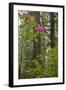 Rhododendrons with Coast Redwood trees, Redwood NP, California, USA-Jerry Ginsberg-Framed Photographic Print