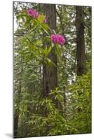 Rhododendrons with Coast Redwood trees, Redwood NP, California, USA-Jerry Ginsberg-Mounted Photographic Print