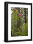 Rhododendrons with Coast Redwood trees, Redwood NP, California, USA-Jerry Ginsberg-Framed Photographic Print