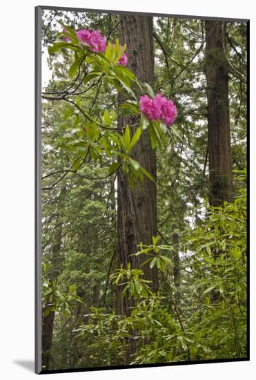 Rhododendrons with Coast Redwood trees, Redwood NP, California, USA-Jerry Ginsberg-Mounted Photographic Print