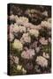 Rhododendrons-Alfrida Vilhelmine Ludovica Baadsgaard-Stretched Canvas