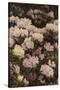 Rhododendrons-Alfrida Vilhelmine Ludovica Baadsgaard-Stretched Canvas