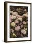 Rhododendrons-Alfrida Vilhelmine Ludovica Baadsgaard-Framed Giclee Print