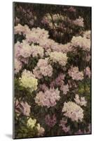 Rhododendrons-Alfrida Vilhelmine Ludovica Baadsgaard-Mounted Giclee Print