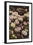 Rhododendrons-Alfrida Vilhelmine Ludovica Baadsgaard-Framed Giclee Print