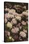 Rhododendrons-Alfrida Vilhelmine Ludovica Baadsgaard-Stretched Canvas