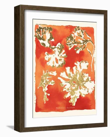 Rhodomenia laciniata-Maja Gunnarsdottir-Framed Giclee Print