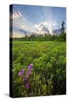 Rhodora Blooms in a Bog in New Hampshire's White Mountains-Jerry & Marcy Monkman-Stretched Canvas