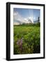 Rhodora Blooms in a Bog in New Hampshire's White Mountains-Jerry & Marcy Monkman-Framed Photographic Print