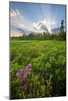 Rhodora Blooms in a Bog in New Hampshire's White Mountains-Jerry & Marcy Monkman-Mounted Photographic Print