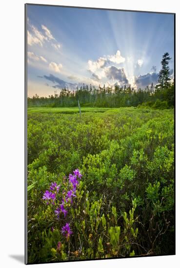 Rhodora Blooms in a Bog in New Hampshire's White Mountains-Jerry & Marcy Monkman-Mounted Photographic Print