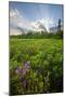 Rhodora Blooms in a Bog in New Hampshire's White Mountains-Jerry & Marcy Monkman-Mounted Photographic Print