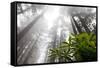 Rhody, Redwoods Foggy Morning Redwoods N.P., CA-Darrell Gulin-Framed Stretched Canvas