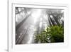 Rhody, Redwoods Foggy Morning Redwoods N.P., CA-Darrell Gulin-Framed Photographic Print