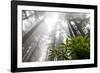 Rhody, Redwoods Foggy Morning Redwoods N.P., CA-Darrell Gulin-Framed Photographic Print