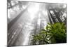 Rhody, Redwoods Foggy Morning Redwoods N.P., CA-Darrell Gulin-Mounted Photographic Print