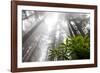 Rhody, Redwoods Foggy Morning Redwoods N.P., CA-Darrell Gulin-Framed Photographic Print