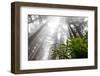 Rhody, Redwoods Foggy Morning Redwoods N.P., CA-Darrell Gulin-Framed Photographic Print