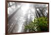 Rhody, Redwoods Foggy Morning Redwoods N.P., CA-Darrell Gulin-Framed Photographic Print