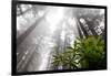 Rhody, Redwoods Foggy Morning Redwoods N.P., CA-Darrell Gulin-Framed Photographic Print