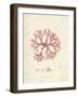 Rhodymenia palmetta-Henry Bradbury-Framed Giclee Print