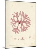 Rhodymenia palmetta-Henry Bradbury-Mounted Giclee Print