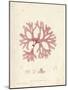 Rhodymenia palmetta-Henry Bradbury-Mounted Giclee Print