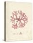 Rhodymenia palmetta-Henry Bradbury-Stretched Canvas
