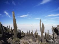 Cacti on Inkawasi Island, Salar De Uyuni, Uyuni Salt Flats, Bolivia, South America-Rhonda Klevansky-Stretched Canvas