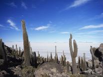 Cacti on Inkawasi Island, Salar De Uyuni, Uyuni Salt Flats, Bolivia, South America-Rhonda Klevansky-Mounted Photographic Print