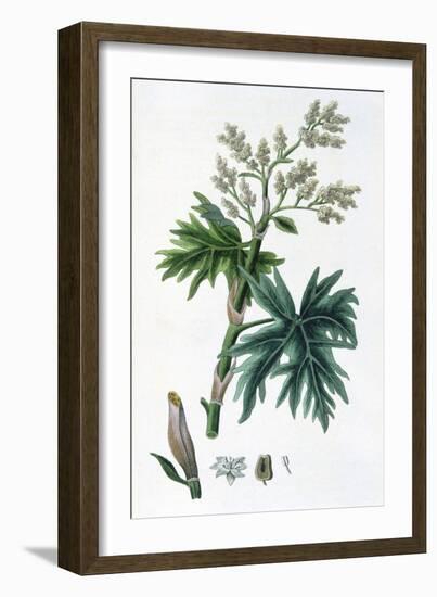 Rhubarb, 1823-null-Framed Giclee Print