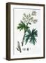 Rhubarb, 1823-null-Framed Giclee Print