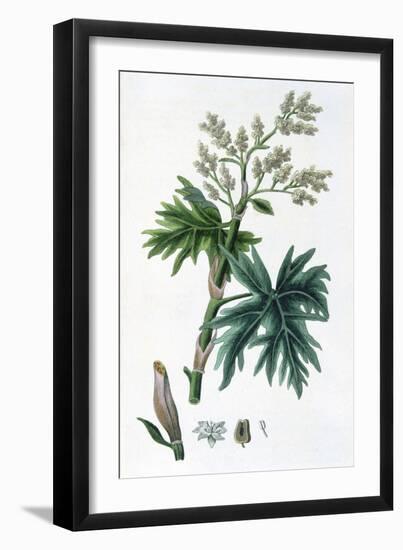 Rhubarb, 1823-null-Framed Giclee Print