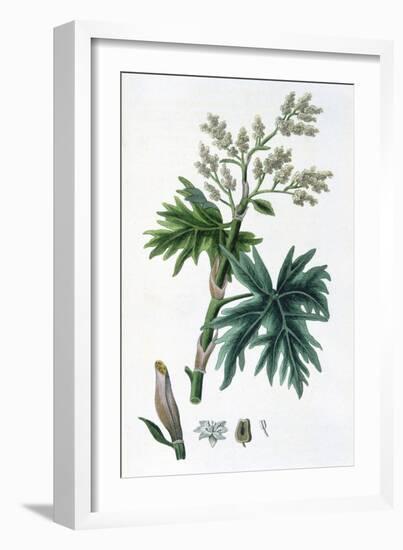 Rhubarb, 1823-null-Framed Giclee Print