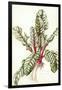 Rhubarb Chard, 1992-Alison Cooper-Framed Giclee Print