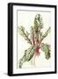 Rhubarb Chard, 1992-Alison Cooper-Framed Giclee Print