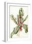 Rhubarb Chard, 1992-Alison Cooper-Framed Giclee Print