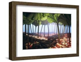 Rhubarb Forest with a Berry Floor-Hartmut Seehuber-Framed Photographic Print