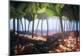 Rhubarb Forest with a Berry Floor-Hartmut Seehuber-Mounted Photographic Print