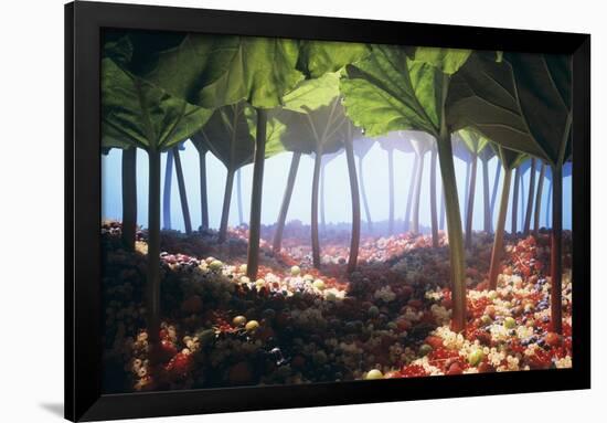 Rhubarb Forest with a Berry Floor-Hartmut Seehuber-Framed Photographic Print