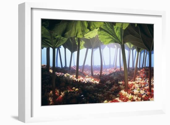 Rhubarb Forest with a Berry Floor-Hartmut Seehuber-Framed Photographic Print