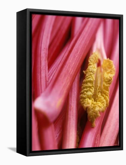 Rhubarb-Jean Cazals-Framed Stretched Canvas