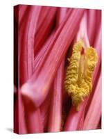 Rhubarb-Jean Cazals-Stretched Canvas