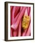 Rhubarb-Jean Cazals-Framed Photographic Print
