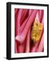 Rhubarb-Jean Cazals-Framed Photographic Print