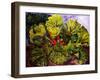 rhubarb-jocasta shakespeare-Framed Giclee Print