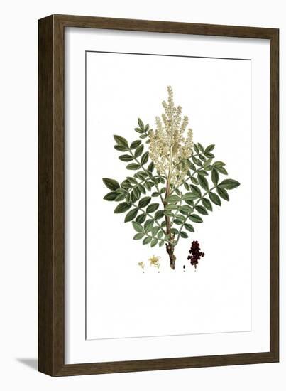 Rhus Coraria, Flora Graeca-Ferdinand Bauer-Framed Giclee Print